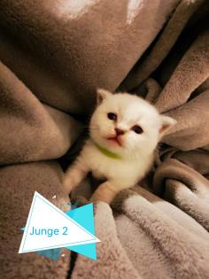 BKH Kitten suchen ein liebevolles Zuhause