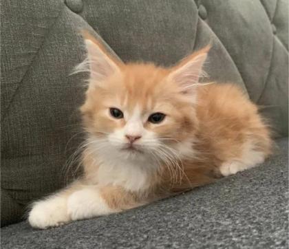 Wunderschöne reinrassige XXL Maine Coon Red Tabby Red White Tabby Katzen Kitten