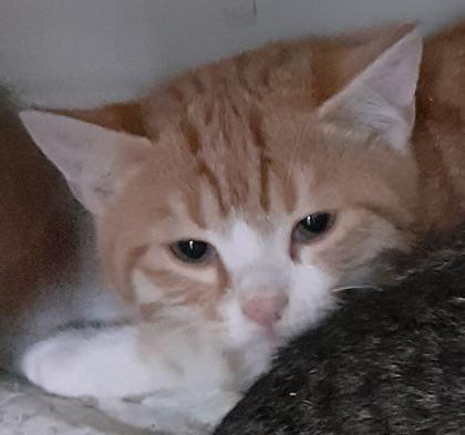 Freddy und Barney suchen dringend ein Zuhause aus dem Tierschutz / gechipt, geimpft, kastrier