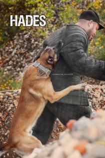 Malinois Welpen reinrassig mit Ahnentafel