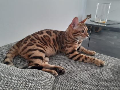 Liebevoller Kater Reinrassig Bengal in Gute Hände abzugeben