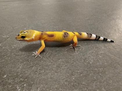 Biete Leopardgecko Nachzuchten 2023 und 2022 Eublepharis macularius bei Hamburg an