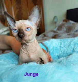 Canadische, Kanadische Sphynx Kitten mit Stammbaum