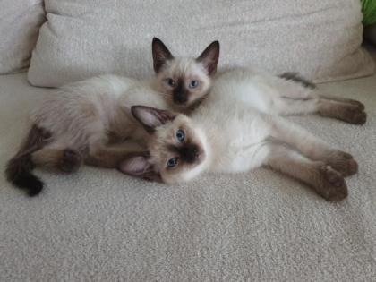 Siamkitten