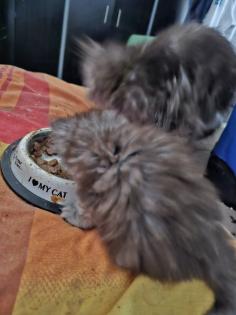 Süsse maincoonkitten