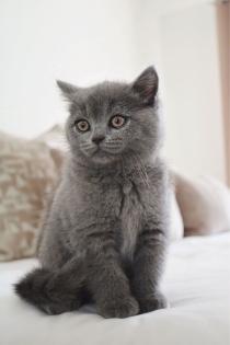 Wunderschöne BKH Kitten in der Farbe Blue Lilac