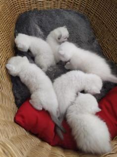 BKH Kitten in weiß