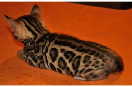 Wunderschöne rossetted Bengalkitten m/w abzugeben.