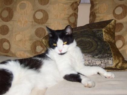 Schwarz-weißer Kater seit 15. September in 90433 VERMISST