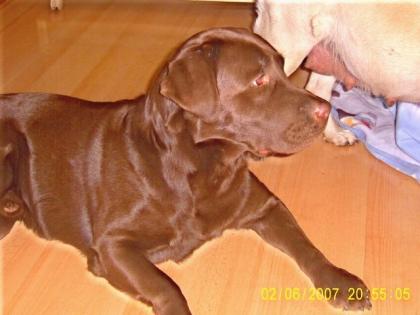 Labrador Deckrüde schoko