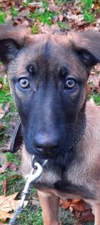 Malinois Welpe Hündin 15 Woche Belgische Schäferhündin Hund