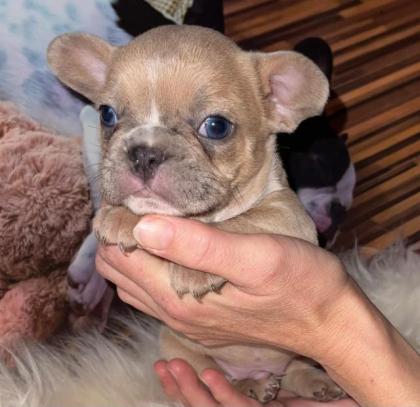 Französische Bulldogge Welpen