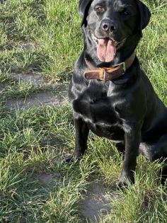 Deckrüde Labrador Golden Retriever