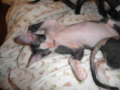 DON SPHYNX Kitten wollen nach Hause