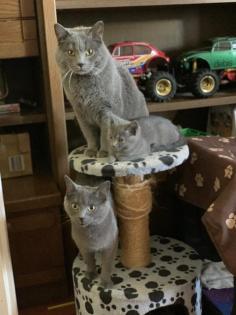 Chartreux, echte Kartäuser Kätzchen