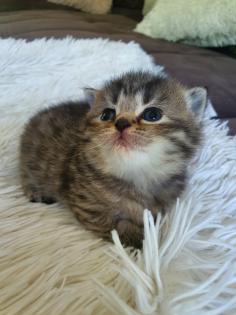 Süsse reinrassige Bkh Kitten
