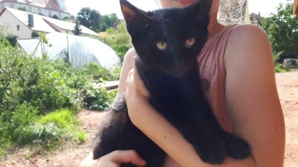 Kätzchen, kleine Kater