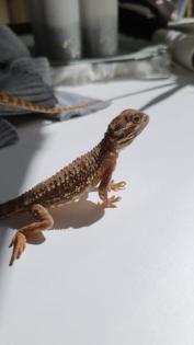 Zwergbartagame 2 Jahre alt