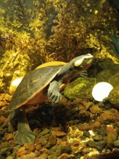 Emydura subglobosa, Rotbauch-Spitzkopfschildkröten, Wasserschildkröten