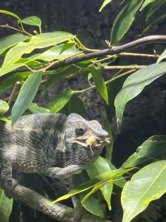 Pantherchamäleon mit Terrarium
