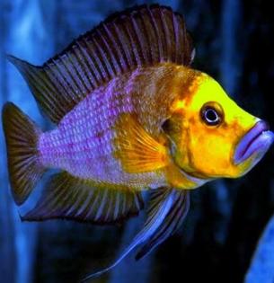 Tanganjika- u. Malawibuntbarsche abzugeben Tropheus, Frontosa, Brichardi, Yello