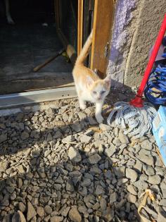Katzen Babys 10 Wochen
