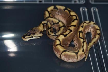 0. 1 Enchi Spider 100 Het Pied