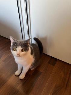 Wunderschöne Reinrassige Bkh Kitten