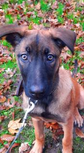 Malinois Welpe Hündin 15 Woche Belgische Schäferhündin Hund