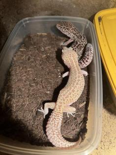 Zuchtgruppe Leopardgeckos mit Terrarium