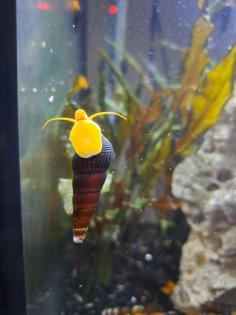 Tylomelania Sulawesi Schnecken Orange