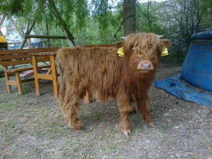 Highlanderkälber zu verkaufen