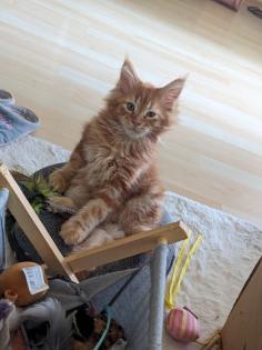 Wundervolle Maine Coon Kitten