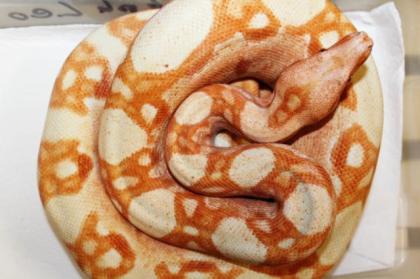 Adulte Boa constrictor / Zuchttiere