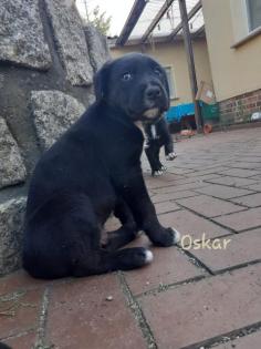 Labrador- Boxer Mischlings Welpen