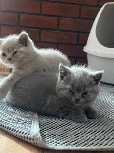 2 BKH Kitten an liebevolle Hände abzugeben