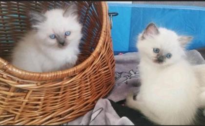 4 süße Bkh Blh Kitten Mädels abzugeben