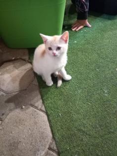 BKH Mix Kitten Babykatzen rot/Glückskatzen/rot-weiß