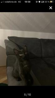 Bkh-Maincoon Kitten suchen ein liebevolles Zuhause