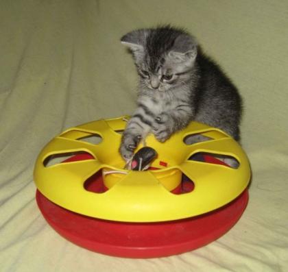 Whiskaskatzenbaby-Mix abzugeben