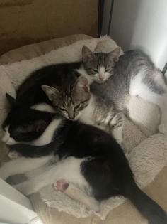 Mischlings Babykatzen suchen dringend ein zuhause