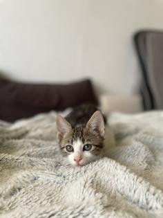 Mischlings Babykatzen suchen dringend ein zuhause