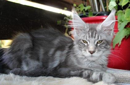 Maine Coon Katerchen aus seriöser Hobbyzucht mit Stammbaum