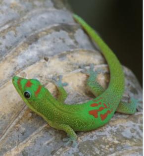 Phelsuma laticauda, Goldstaub-Taggecko