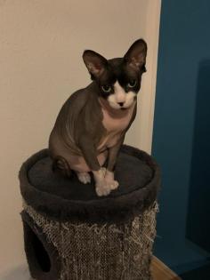 Canadian Sphynx