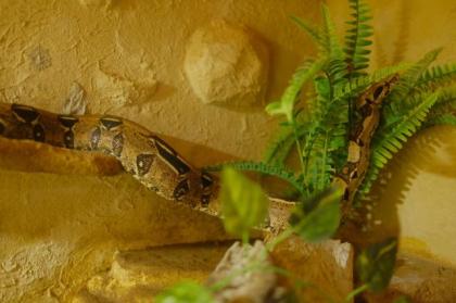 Boa Constrictor Imperator Männchen, 4 Jahre alt