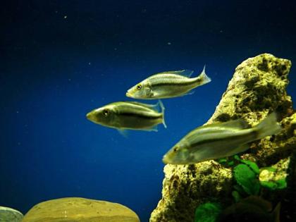 3 dimidiochromis zu verkaufen