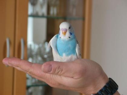 Verkaufe handzahme Wellensittig Nestjung
