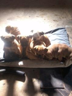 Old Englishbulldogen Frei atmend