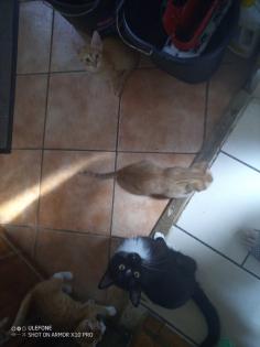 Niedliche hübsche Kater abzugeben